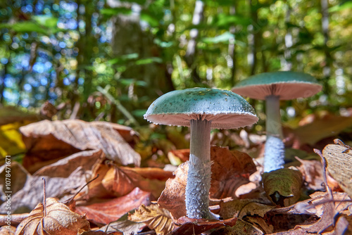 Mushrooms Stropharia aeruginosa, commonly known as the blue-green stropharia or verdigris agaric close-up in autumn forest