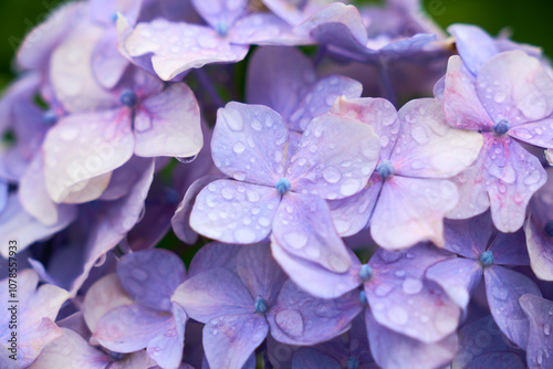 雨に濡れた紫色の紫陽花のクローズアップ