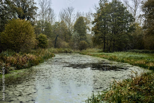 Staw w lesie - jesień