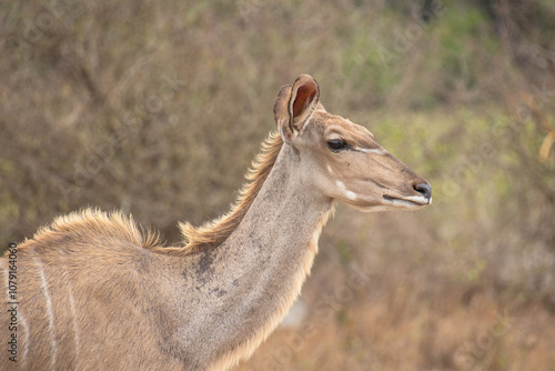 portrait d'un koudou au parc kruger