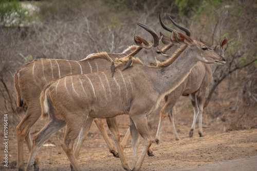 plusieurs koudous au parc kruger