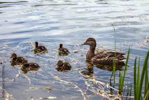 Mother duck with ducklings swim in the lake