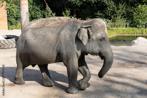 A large African elephant walks alone in a nature park