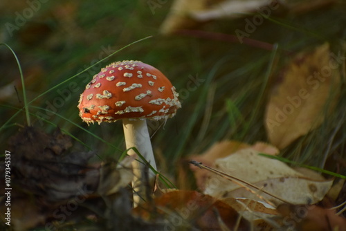 Grzyby w lesie oświetlone światłem zachodzącego słońca