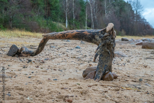 Wooden pieces of very old in the Baltic Sea sandy beach.