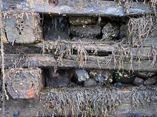 Seaweed and barnacles on a pier