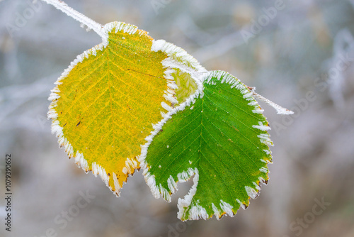 Zwei Blätter trotzen gemeinsam dem Morgenfrost und halten auch in schwierigen Zeiten zusammen.