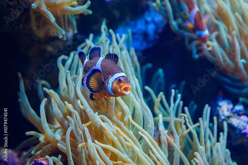 Bright orange ocellaris clownfish with white bands and black fin outlines swimming near light green sea anemone in blue water