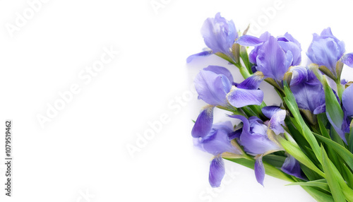 Fresh Iris flower garland foliage on side position provides copy space for text. background concept isolated white