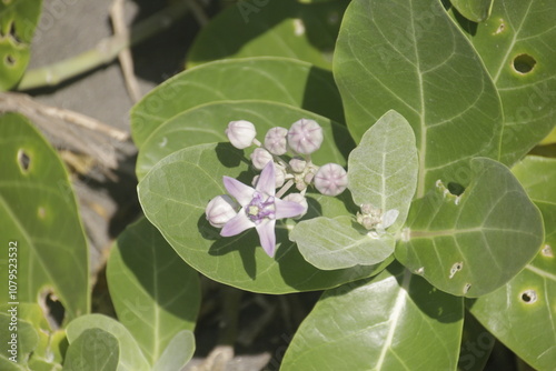 Calotropis gigantea is a shrub or weed that commonly grows wild. It is native to North Africa, India, western and southern Asia, and the tropics. Its common names are Akra, Akanal, and Madar.