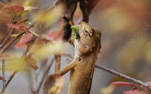 Brown chameleons eat insects almost entirely. Perched on a branch with red leaves in the morning