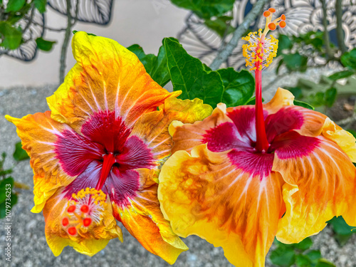 Duo d’hibiscus panachés hybrides 