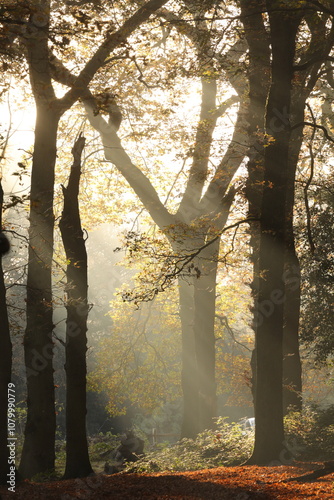 Shards of light fall upon trees in a morning wood