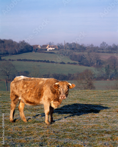 Vache dans le perche