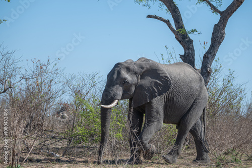 Lone African elephant bull strolling through the dry African winter veldt looking for food.