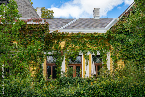 Old house covered with Boston ivy (Parthenocissus tricuspidata) in summer