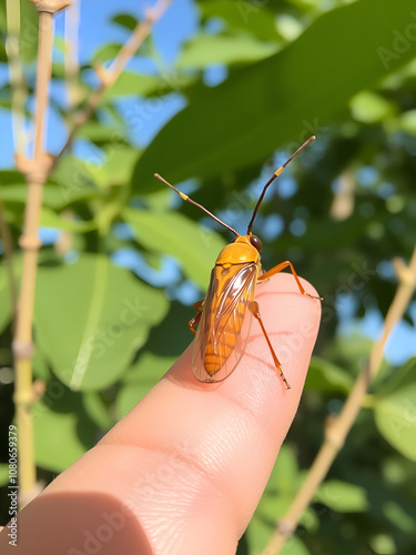 Pyrops candelaria or lantern Fly and sometime we call trunk cicada or trunk butterfly.