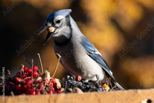 Detailed Close-Up of a Blue Jay Grabbing a Peanut