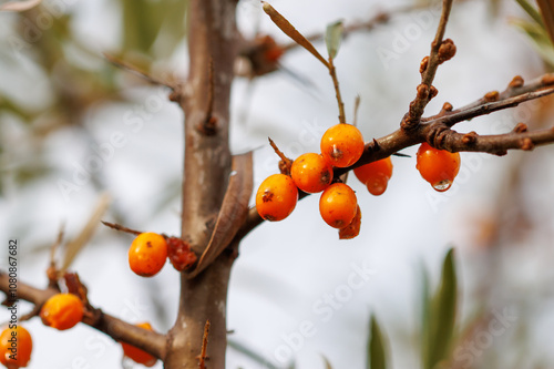 Orange sea buckthorn with water drops on tree branches.