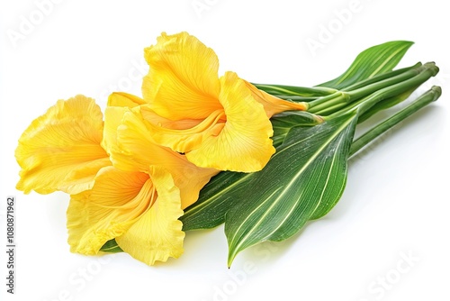 Canna yellow king humbert flower blossom bloom isolated on white background for design advertising or stock photo, summer plant , canna lily