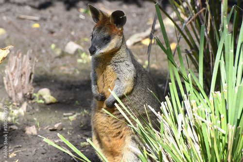 The swamp wallaby (Wallabia bicolor) is a small macropod marsupial of eastern Australia. The species name bicolor comes from the distinct colouring variation, Phillip Island, Victoria, Australia