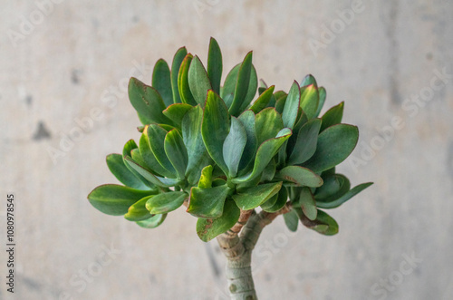 Stylish money tree. Crassula Blue Hale mediovariegated Mariupol. Bonsai style. Indoor plant