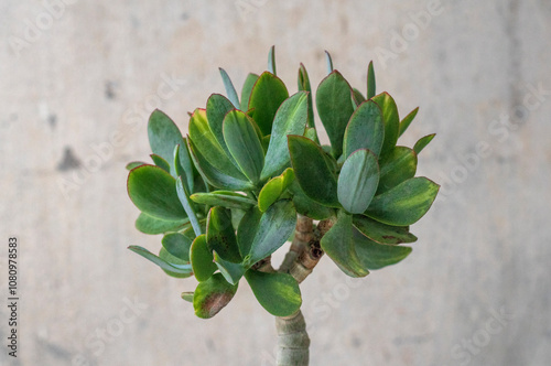 Stylish money tree. Crassula Blue Hale mediovariegated Mariupol. Bonsai style. Indoor plant