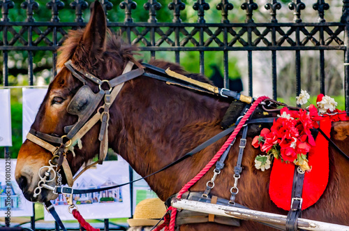 Carriage horse in Christmas regalia at Jackson Square in New Orleans Louisiana