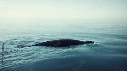 A whale swims just below the surface of the water, with its dorsal fin showing.