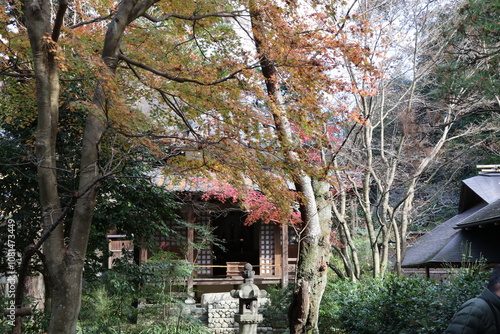 鎌倉の秋、明月院の紅葉。総門。