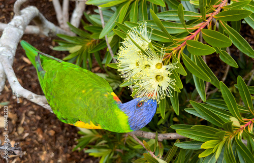 Rainbow lorikeet feeding on flowers on the north coast of New South Wales, Australia.