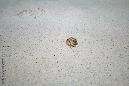 Sichuan crab on white sand