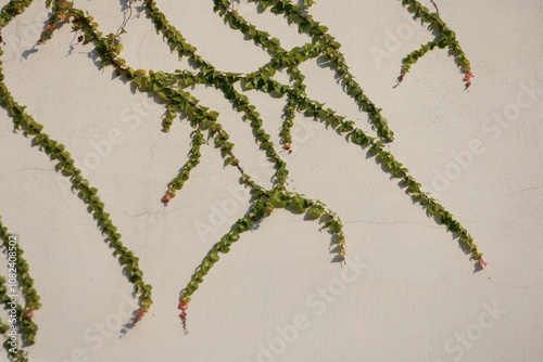 ivy branches on the wall