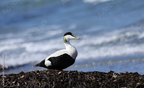 Common Eider