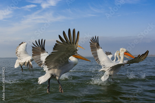 Dalmatian Pelicans (Pelecanus crispus). Landing on Kerikini lake. A very large bird easily recognizable by its massive bill with a large throat pouch.