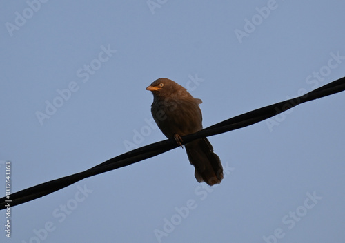 A jungle babbler is seen perched on a electric wire in a country side area