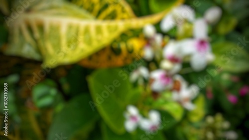 Buran beautiful plants in the yard for background