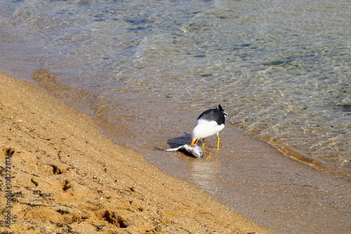 Seagull having a snack on the beach