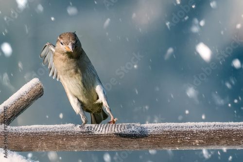 Un passero domestico (Passer domesticus) mentre afferra il ramo su cui è volato per appollaiarsi.