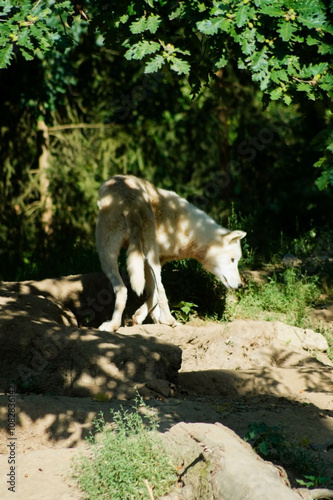 a light-colored animal, likely a wolf, standing on uneven, earthy terrain. It is surrounded by greenery, with plants and grasses partially visible in the foreground.