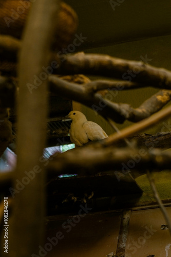 A pigeon perched on a branch inside a cage or aviary. Its light gray or white feathers blend with the pale wooden elements of the enclosure.