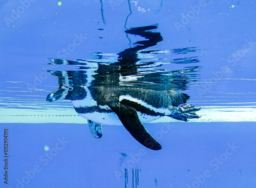 Humboldt penguin under the water