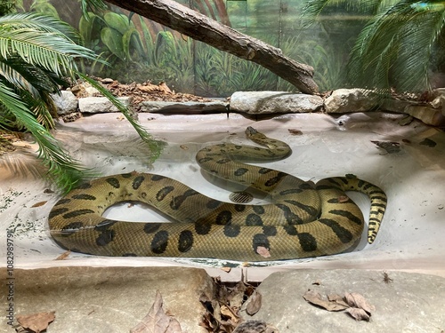 Green anacondas snake