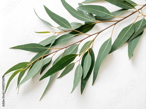 branch with leaves. leaf, green, plant, leaves, nature, isolated, white, branch, tree, olive, flower, fresh, food, herb, bamboo, macro, sage, vector, flora, closeup, spring, twig