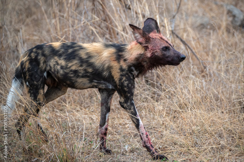 African Wild Dog trotting through the short grass.