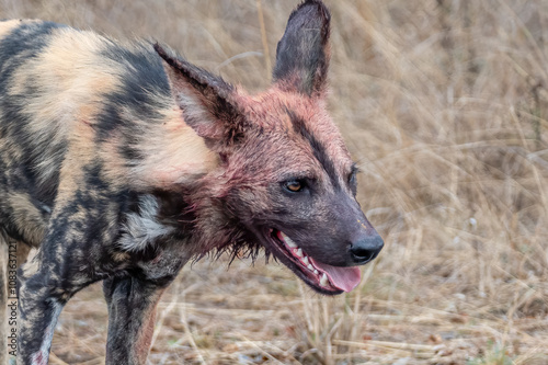 close up of an African Wild Dog with mouth agape trotting to keep up with the rest of the pack.