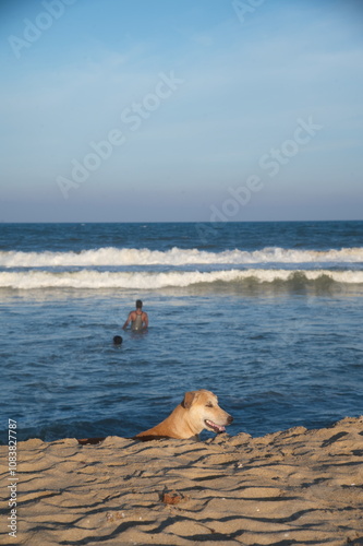 Street dog on the Marina beach, Chennai, Tamilnadu, India. during the summer time sunny day dog at the edge of the sand beach.