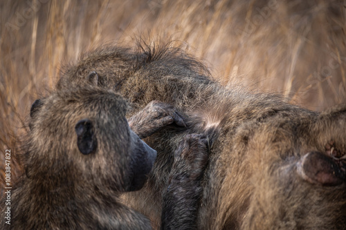 Chacma baboon females' allogrooming in the warmth of the early morning sunshine.