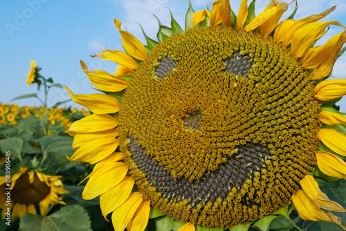 Scary sunflower muzzle at field of sunflowers