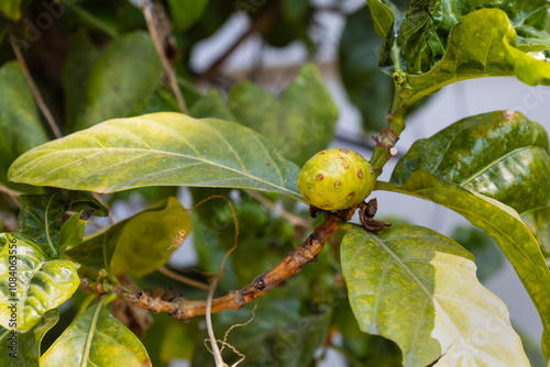 Fresh Morinda citrifolia fruit hanging on branch tree. Another name is great morinda, Indian mulberry, noni, beach mulberry, vomit fruit, awl tree and rotten cheese fruit